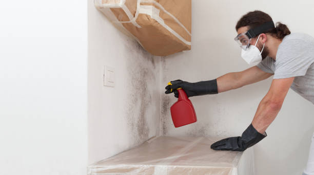 Professional Basement Mold Remediation technician working in Monroe Township, NJ