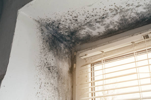Affordable Basement Mold Remediation solutions in Monroe Township, NJ